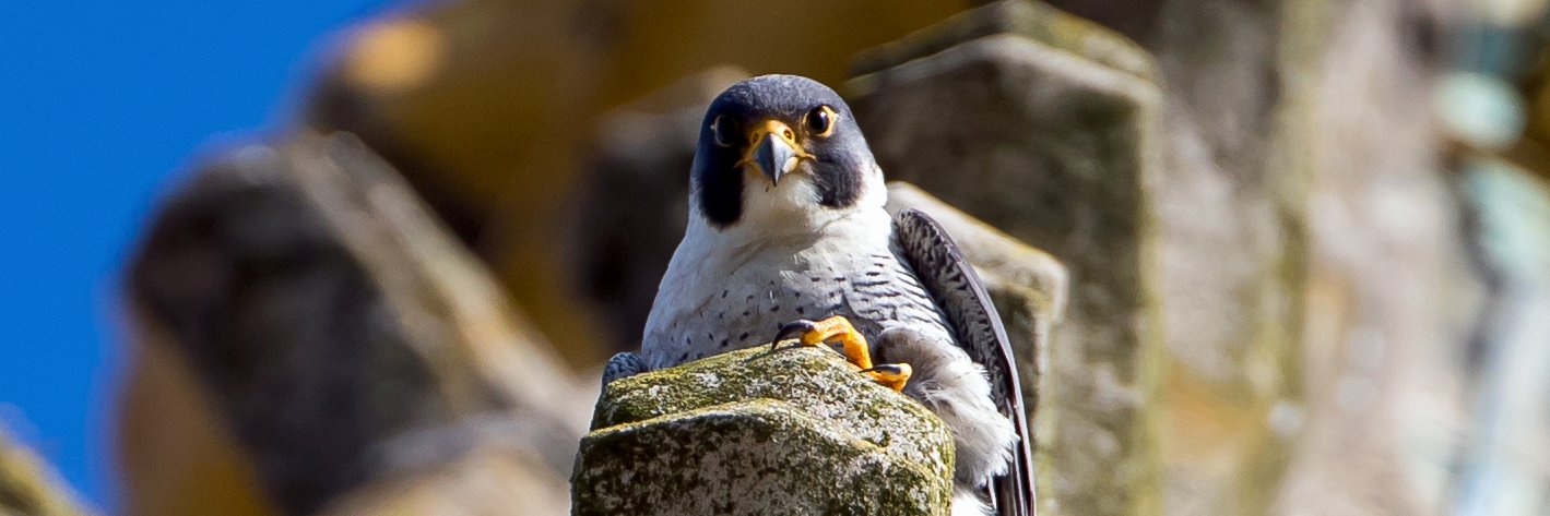 Norwich Peregrines 📷 banner