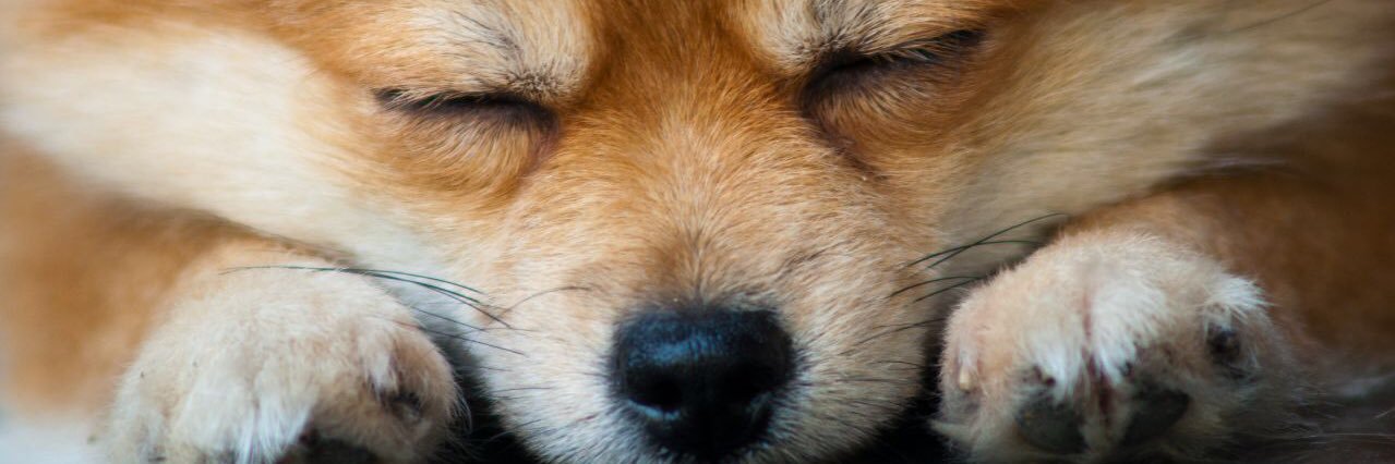 iphin_chichi's profile banner image