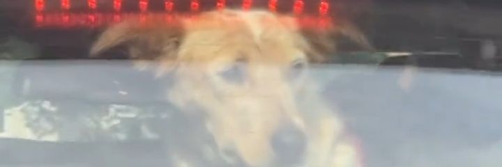 abelhinhatoxic's profile banner image