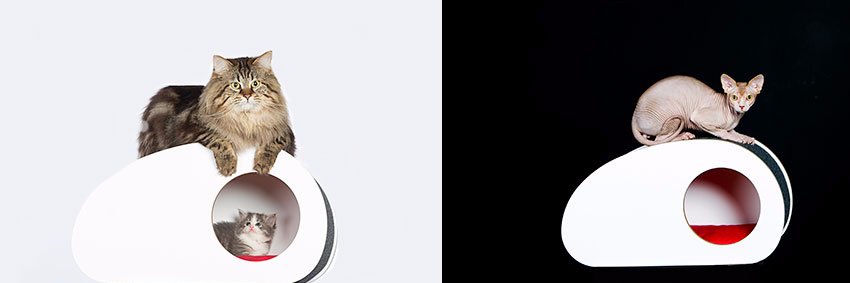 Singularpets's profile banner image