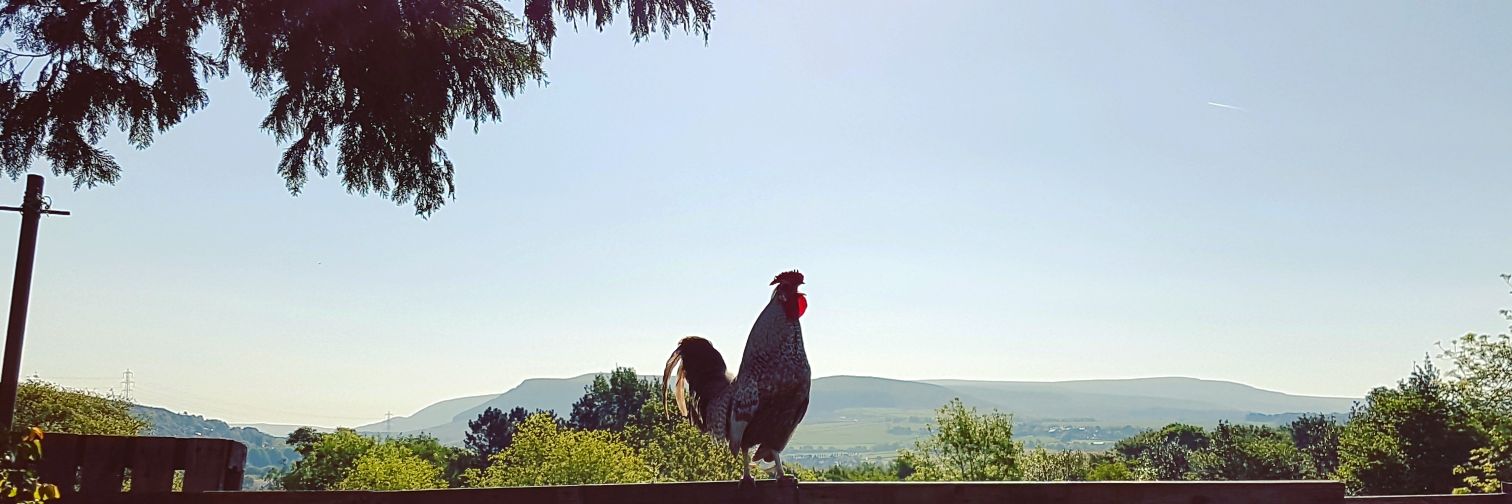 Mark Johnson 🐶🐱🐓🐥 banner