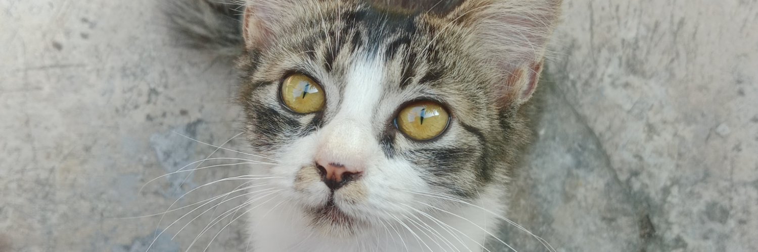 norsavvy's profile banner image