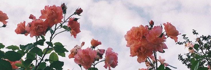 pikkyyy banner