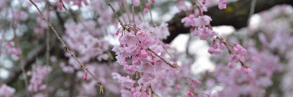 nimzou Profile Banner