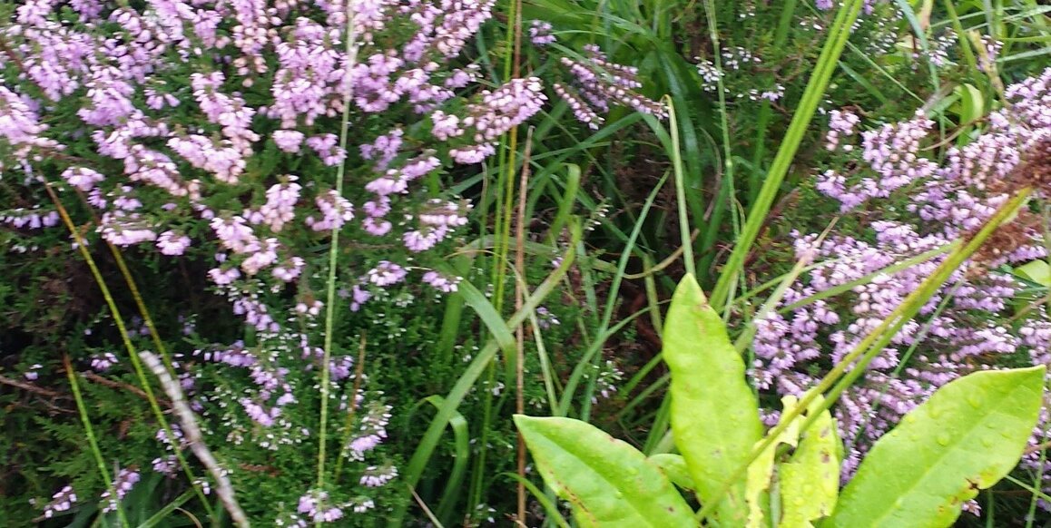 Stephen O'Brien banner