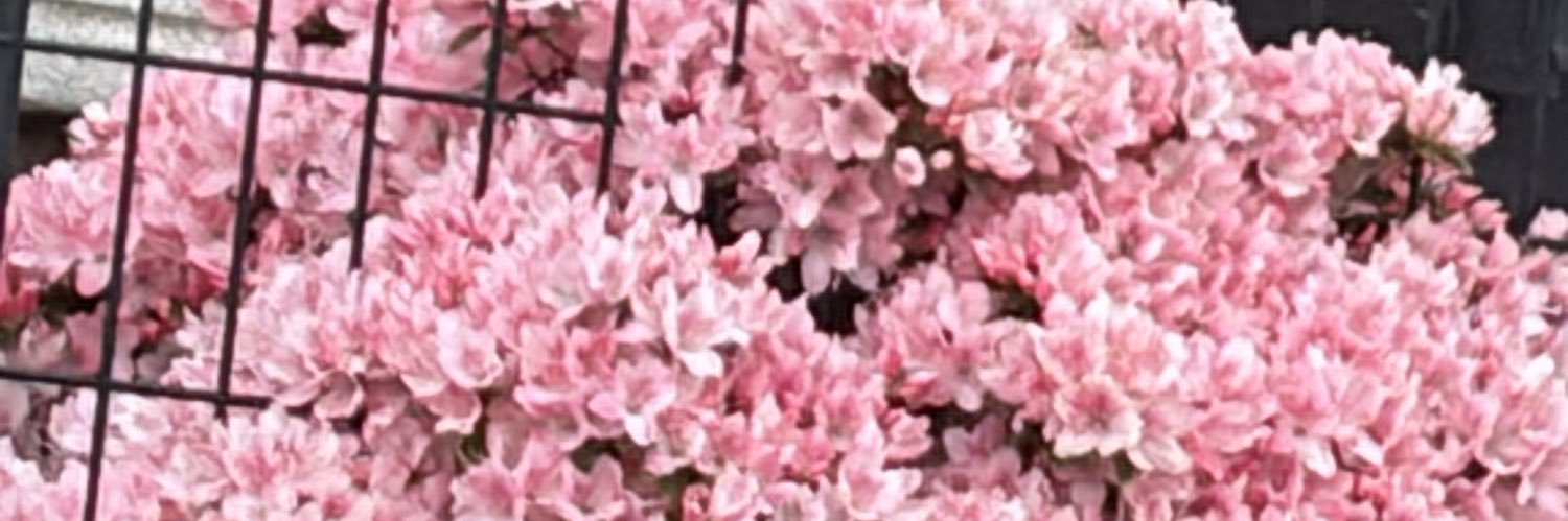 なーこ　🌹🐢🧢 banner