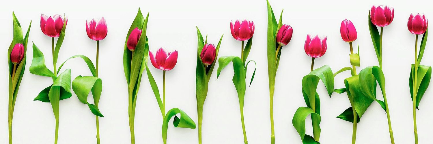 🌷Cyrene🌷 banner