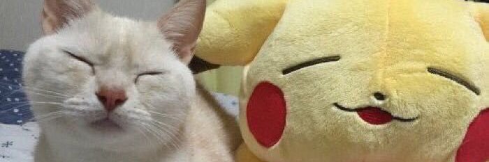 とりとん banner