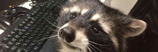 🦝 banner