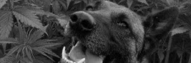 pauladryo's profile banner image