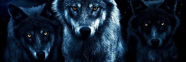SashaWild7's profile banner image