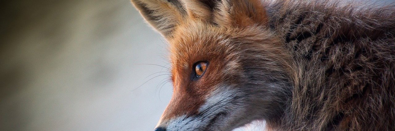 bletrungu's profile banner image