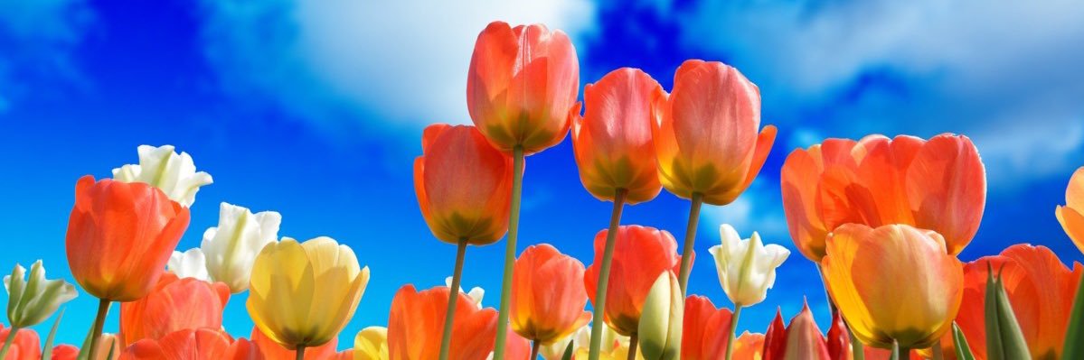 matsumi_tk's profile banner image