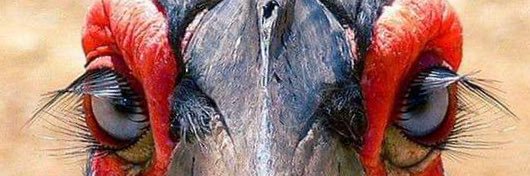 Selhouri's profile banner image