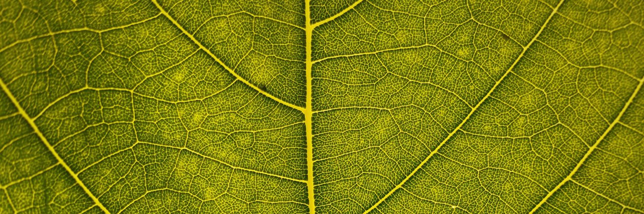 ZimTree banner