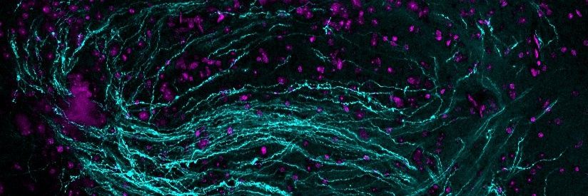 Susanna Molas banner