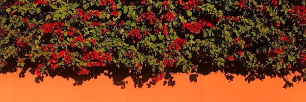 lauratarresp Profile Banner