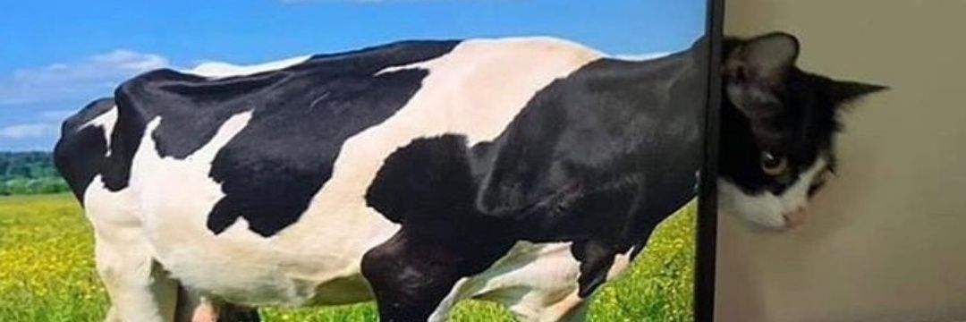 giulia banner