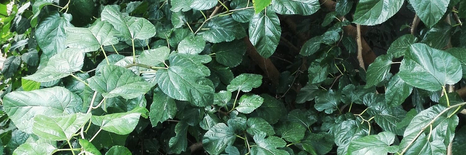 bayankrep's profile banner image