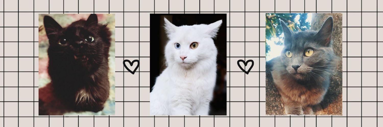 𝙹𝚊𝚣𝚣「ʰᵉᵉ ʰᵉᵉˢ ˡᵒᵛᵉ」 banner