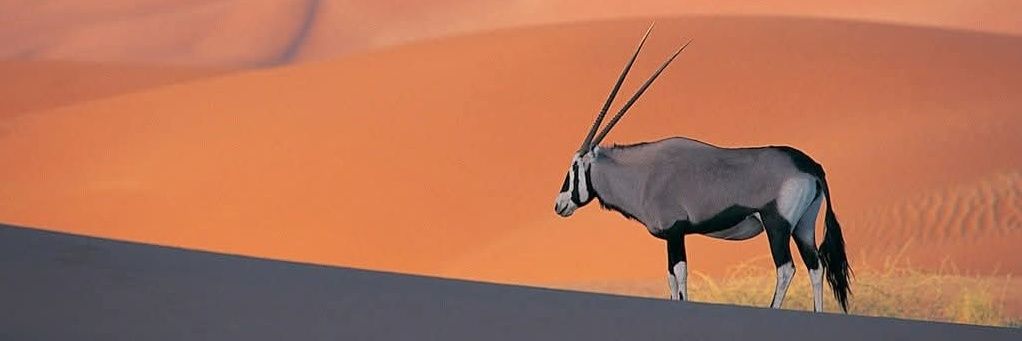 CShideelo's profile banner image