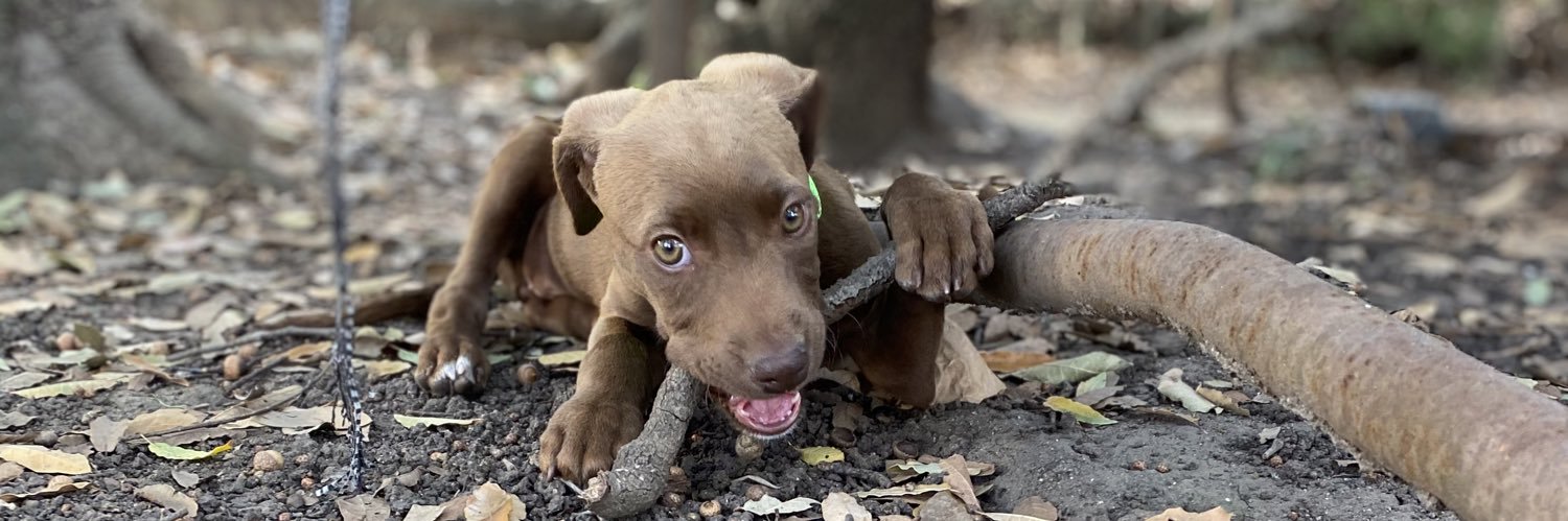 Ronald McDonald banner