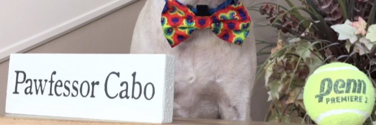 CaboTheDoggo banner
