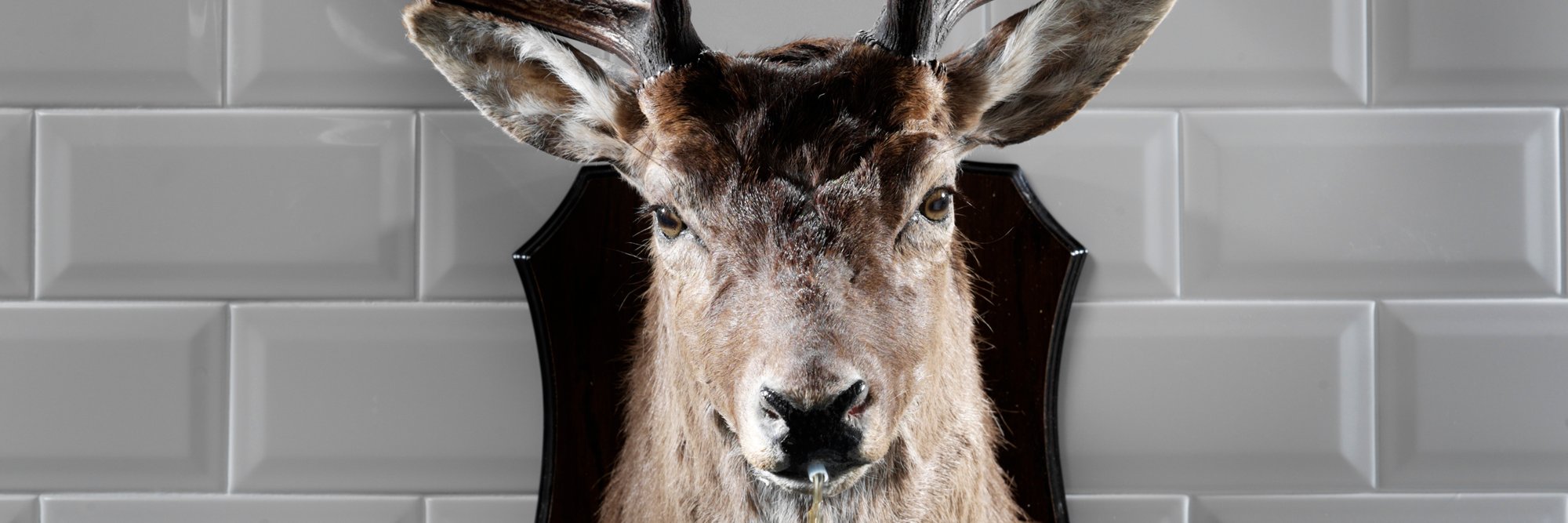 CryptoDeer 🧲 banner