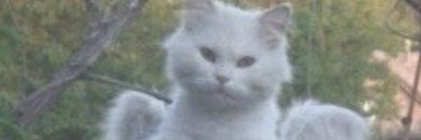 THErealDOLLKEN Profile Banner