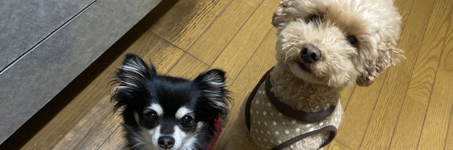 Coco252575211's profile banner image