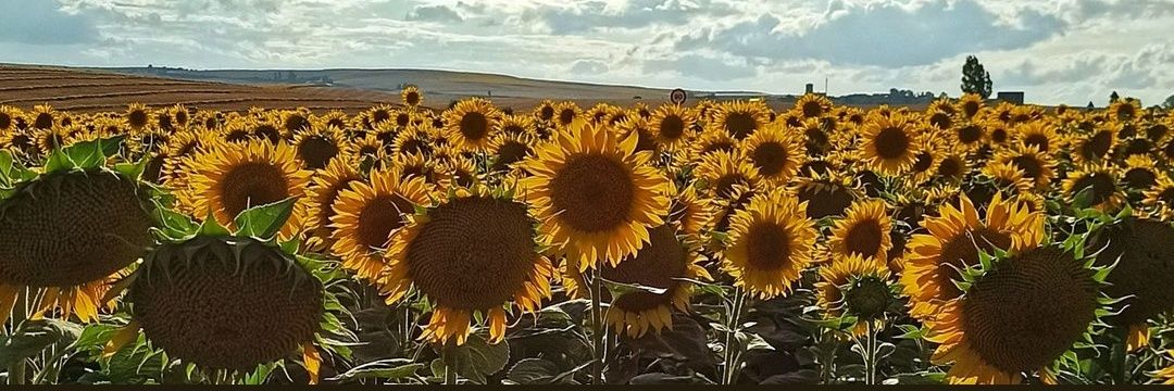Iriaaa9's profile banner image