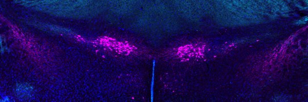 BrandonKRneuro Profile Banner