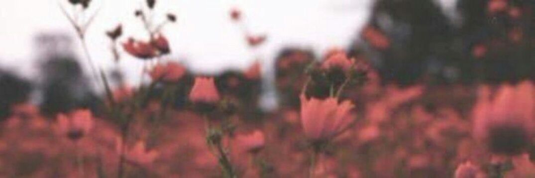 fatima_msj's profile banner image
