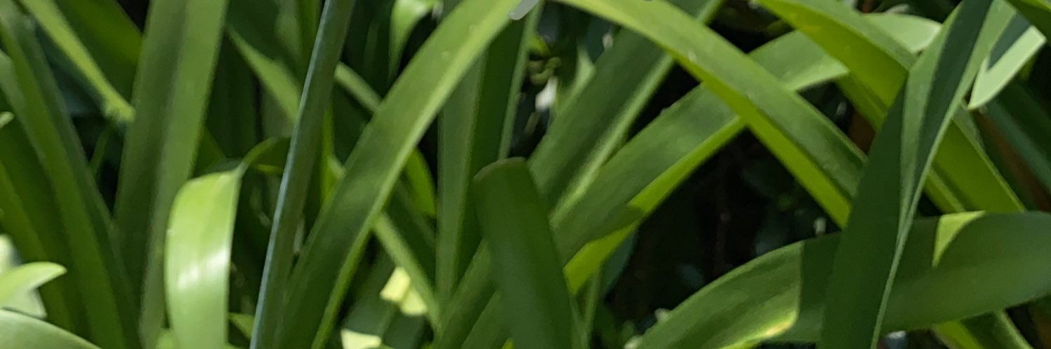 marcela alvarez banner