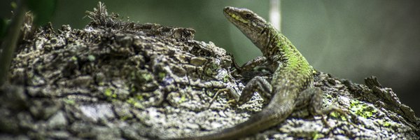 bolet_arnau Profile Banner