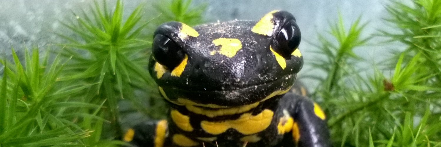 Dr. Pia Oswald banner