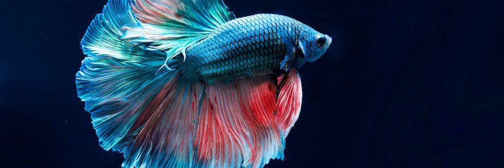 StoreVeracity's profile banner image