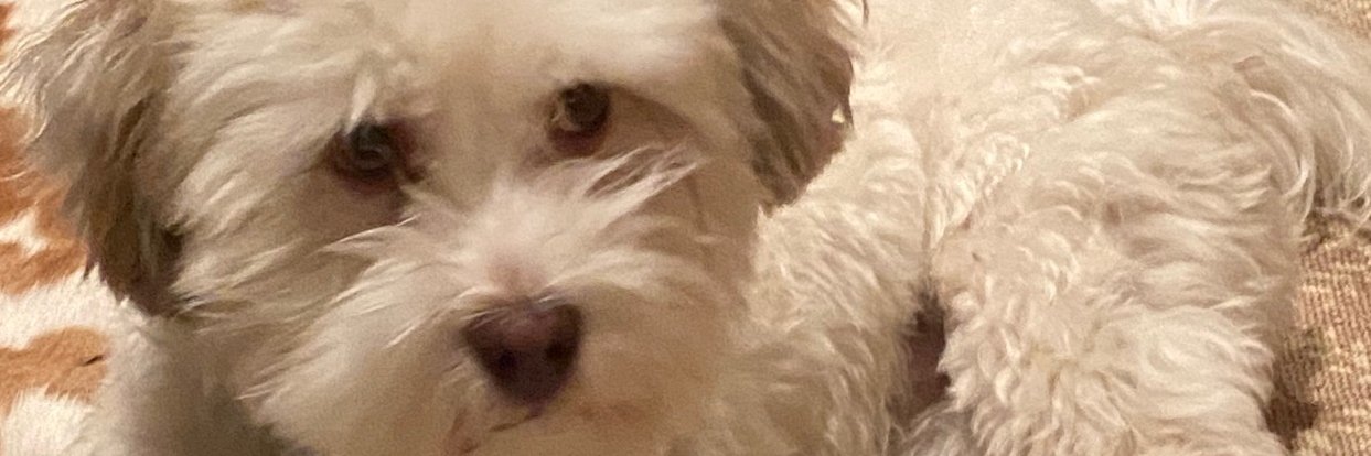 Dr. Elizabeth Hoover banner