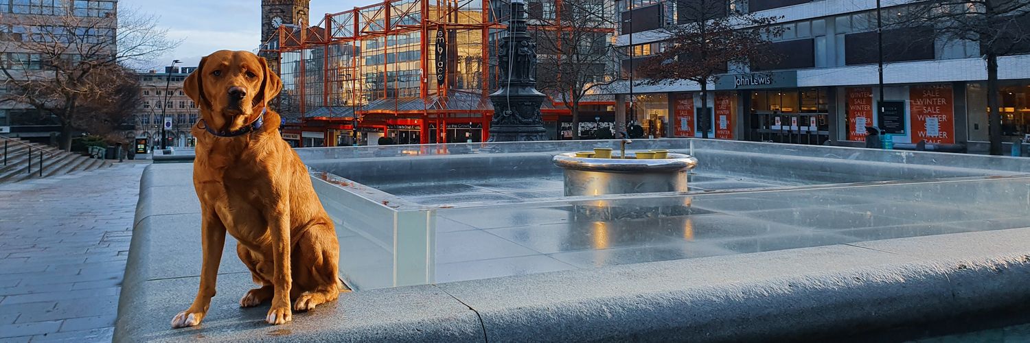 Dog Friendly Sheffield banner