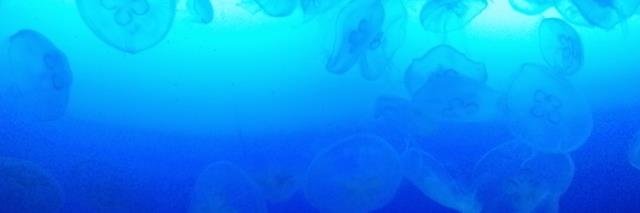 adibesu's profile banner image