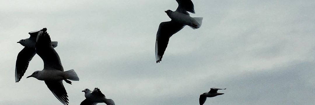 SevalUzun14's profile banner image
