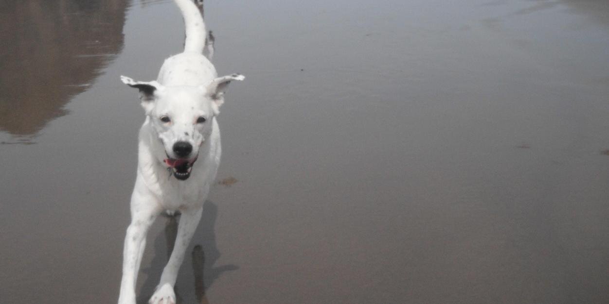 HenryRDog's profile banner image
