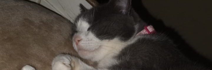 Julifachaxd's profile banner image