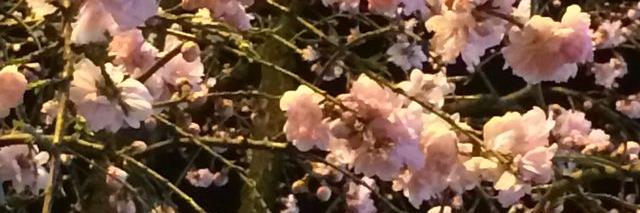東眞 banner