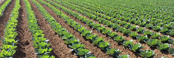 IaaIto Profile Banner