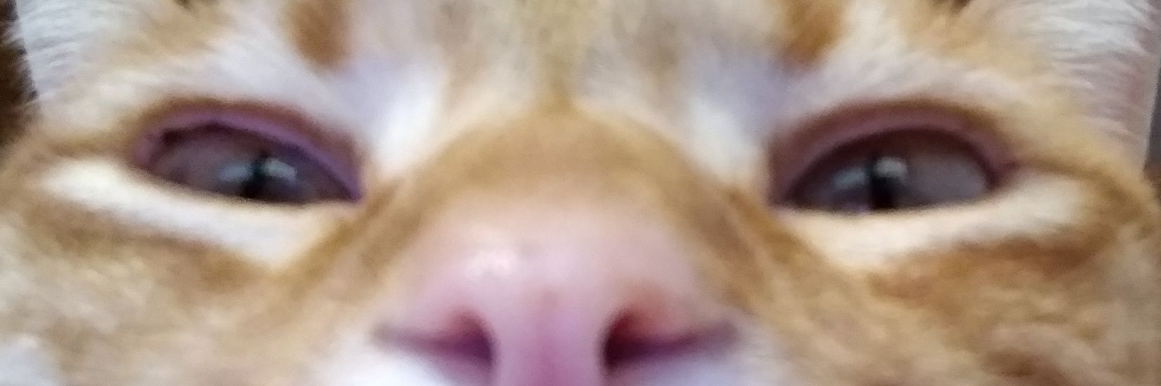 laloles's profile banner image