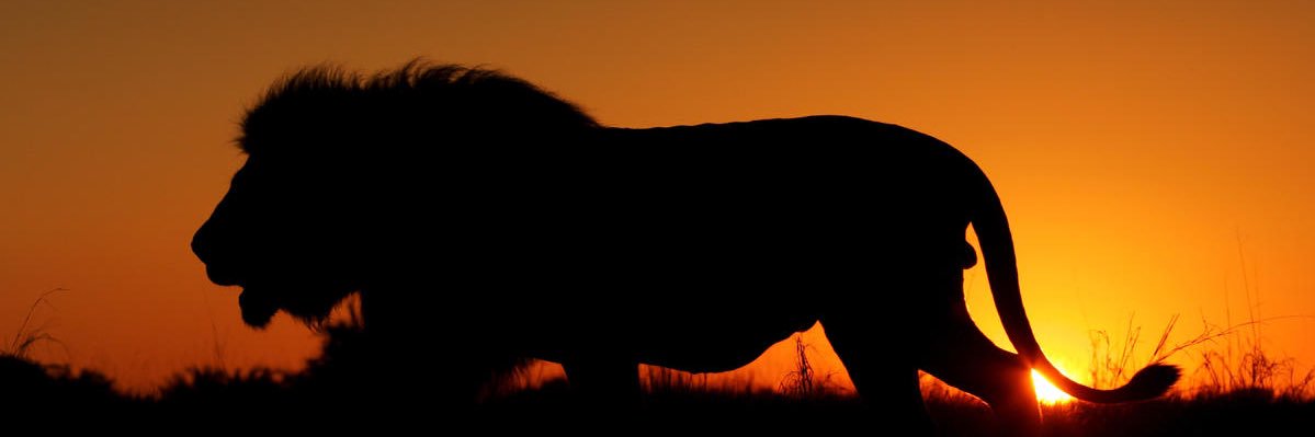 Devaki “Doc” Williams banner