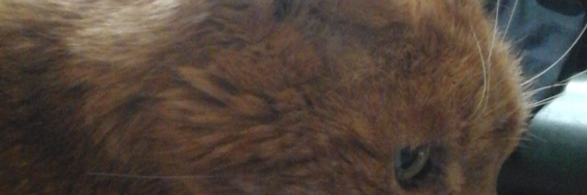 markbudden's profile banner image