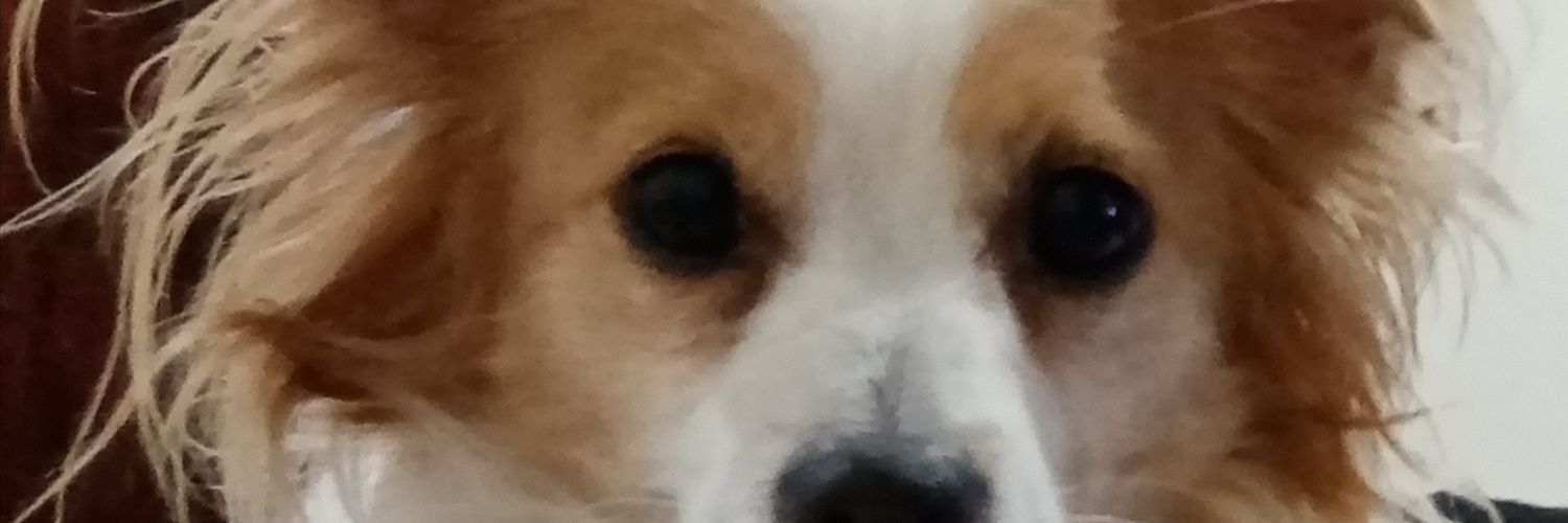 LinSinTwiit's profile banner image