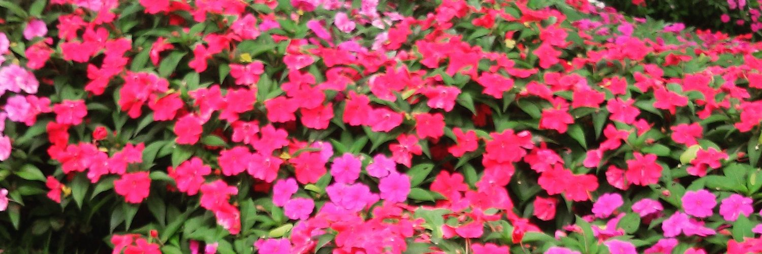 lidiliu's profile banner image